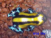 Dendrobates lamasi