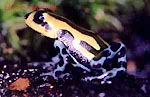 Dendrobates lamasi