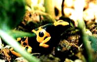 Dendrobates leucomelas