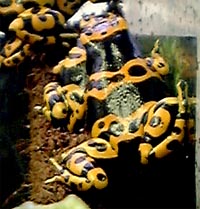 Dendrobates leucomelas