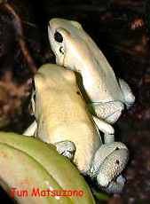 Phyllobates terribilis Mint