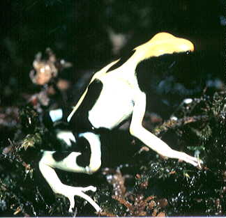 Dendrobates tinctorius