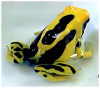 Dendrobates tinctorius