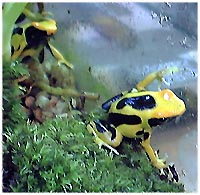 Dendrobates tinctorius