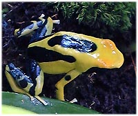 Dendrobates tinctorius