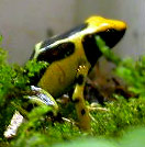 Dendrobates tinctorius