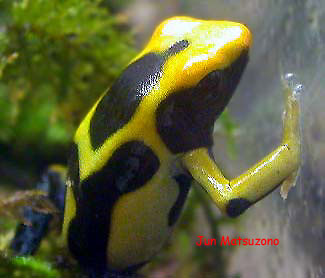 Dendrobates tinctorius