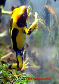 Dendrobates tinctorius