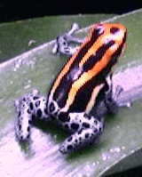 Dendrobates ventrimaculatus