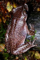 Pony head frog