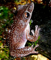 Pony head frog