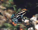 Dendrobates ventrimaculatus