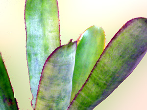 Aechmea nudicaulis Red