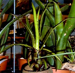 Aechmea egleriana