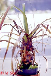 Aechmea egleriana