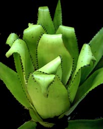 Aechmea triangularis