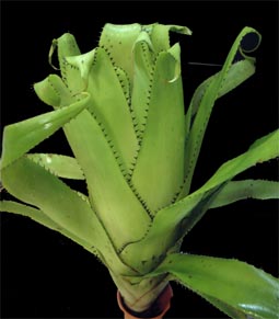 Aechmea triangularis