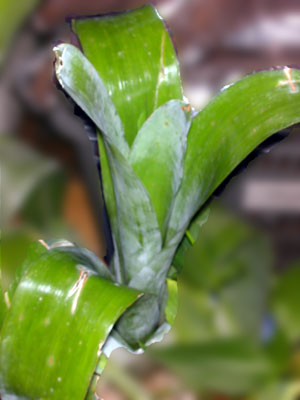 Brocchinia reducta