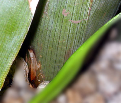 Brocchinia reducta