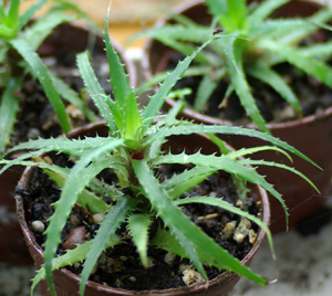 Cryptanthus microglaziiovii