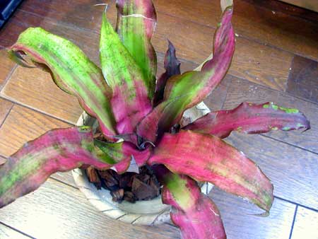 Cryptanthus Strawberies Flambe