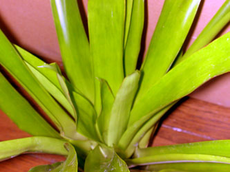 Guzmania Lakota