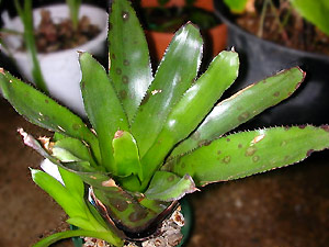 Hohenbergia brachycephala
