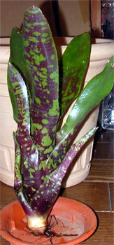 Neoregelia chlorosticta