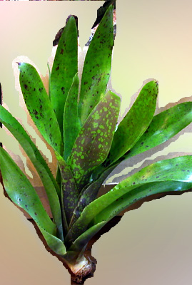 Neoregelia concentricta Plutonis x Marcon