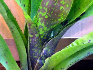 Neoregelia concentricta Plutonis x Marcon