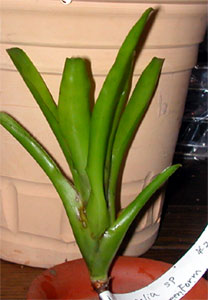 Neoregelia Fireball Greenform