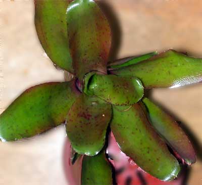 Neoregelia