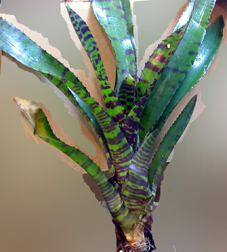 Neoregelia Hanibal Lector