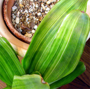 Neoregelia laevis Rafael