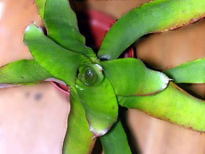 Neoregelia