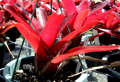 Neoregelia Red Bird