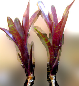 Neoregelia Sara Head