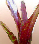 Neoregelia Sara Head