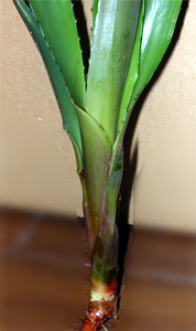 Neoregelia sarmentosa