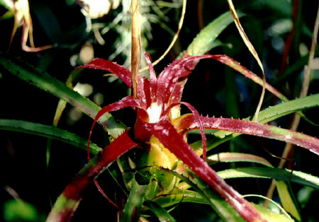 Neoregelia pendula