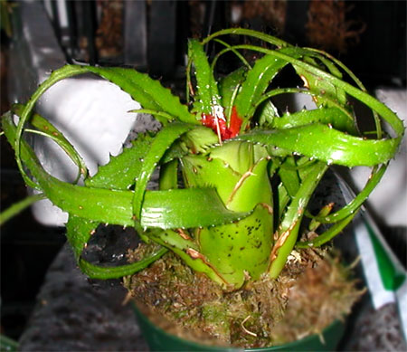 Neoregelia pendula