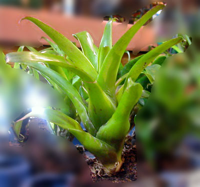 Vriesea delicatula