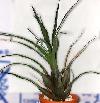 Vriesea flammea