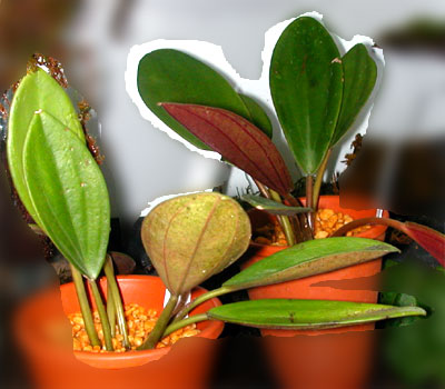 Peperomia maypurensis