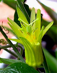 Passiflora citrina