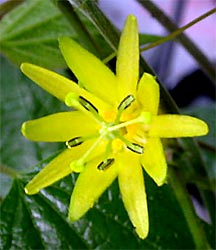 Passiflora citrina