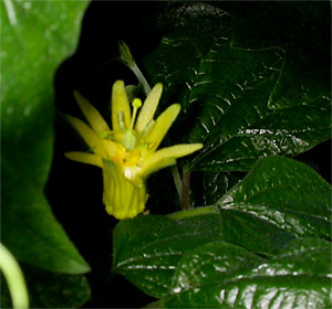 Passiflora citrina