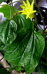 Passiflora citrina