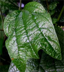 Passiflora citrina