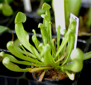 TZjAEvvA Sarracenia purpurea